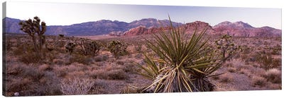 Yucca plant in a desertRed Rock Canyon, Las Vegas, Nevada, USA Canvas Art Print - Desert Landscape Photography
