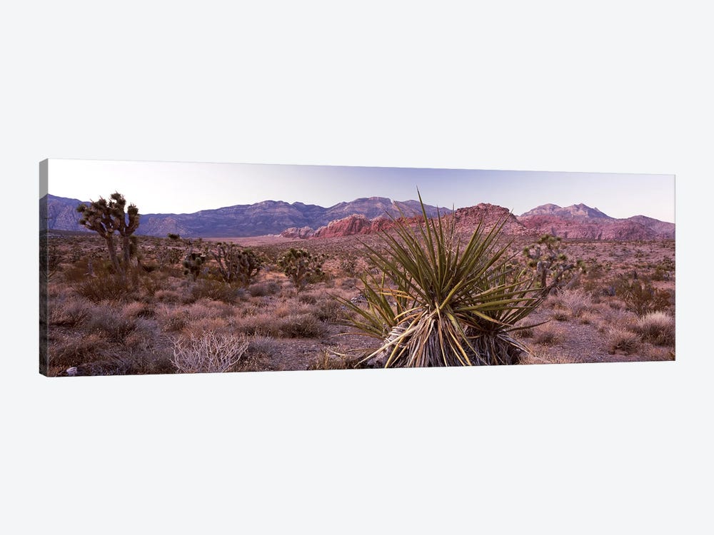 Yucca plant in a desertRed Rock Canyon, Las Vegas, Nevada, USA 1-piece Canvas Print