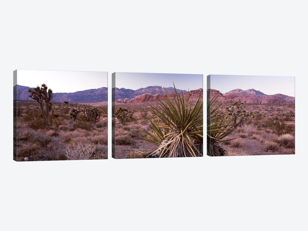 Yucca plant in a desertRed Rock Canyon, Las Vegas, Nevada, USA by Panoramic Images 3-piece Art Print