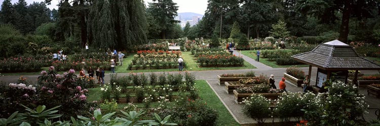 Tourists in a rose garden, International Rose Test Garden, Washington Park, Portland, Multnomah County, Oregon, USA by Panoramic Images wall art