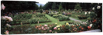 Assorted roses in a garden, International Rose Test Garden, Washington Park, Portland, Multnomah County, Oregon, USA Canvas Art Print - Portland Art