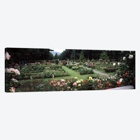 Assorted roses in a garden, International Rose Test Garden, Washington Park, Portland, Multnomah County, Oregon, USA Canvas Print #PIM8220} by Panoramic Images Canvas Print