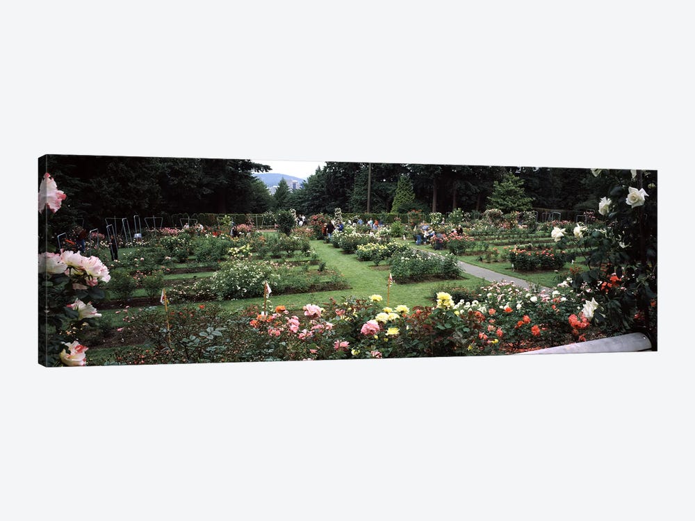 Assorted roses in a garden, International Rose Test Garden, Washington Park, Portland, Multnomah County, Oregon, USA by Panoramic Images 1-piece Canvas Art