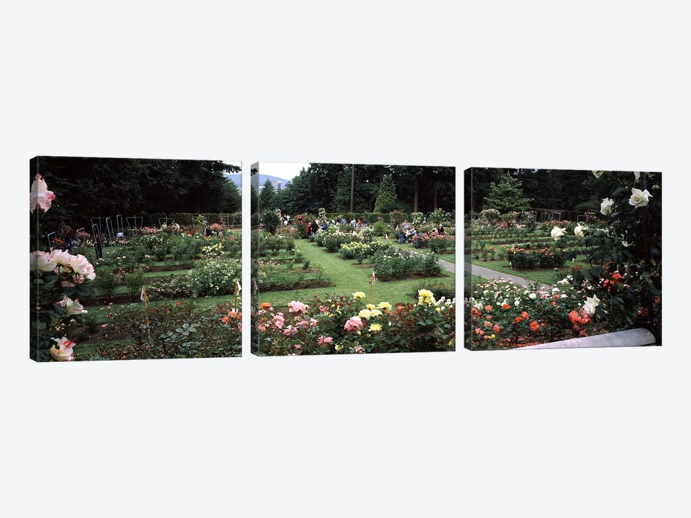 Assorted roses in a garden, International Rose Test Garden, Washington Park, Portland, Multnomah County, Oregon, USA by Panoramic Images 3-piece Canvas Wall Art