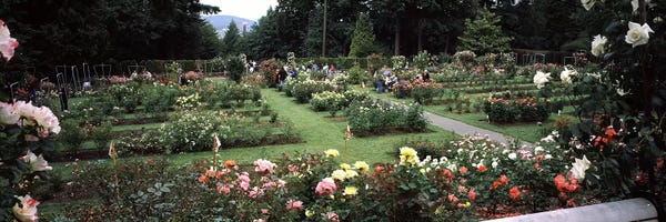Portland: Assorted roses in a garden, International Rose Test Garden, Washington Park, Portland, Multnomah County, Oregon, USA by Panoramic Images