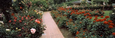 Assorted roses in a garden, International Rose Test Garden, Washington Park, Portland, Multnomah County, Oregon, USA #2 by Panoramic Images canvas print
