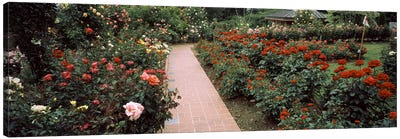Assorted roses in a garden, International Rose Test Garden, Washington Park, Portland, Multnomah County, Oregon, USA #2 Canvas Art Print - Oregon Art