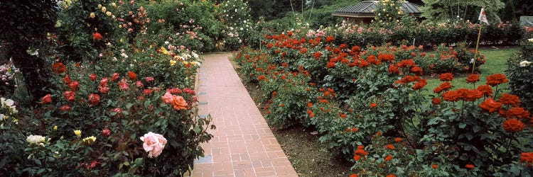 Assorted roses in a garden, International Rose Test Garden, Washington Park, Portland, Multnomah County, Oregon, USA #2