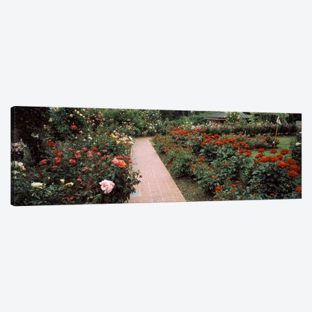 Assorted roses in a garden, International Rose Test Garden, Washington Park, Portland, Multnomah County, Oregon, USA #2 Canvas Print #PIM8221} by Panoramic Images Canvas Art Print