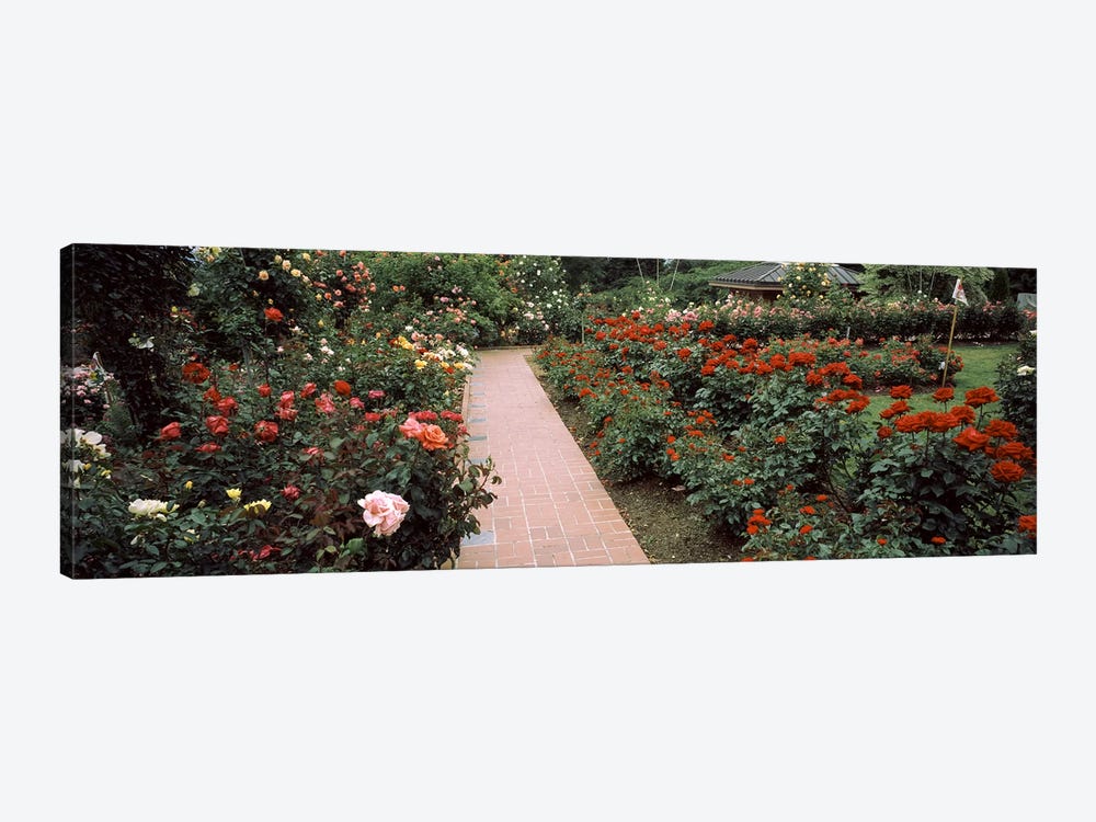 Assorted roses in a garden, International Rose Test Garden, Washington Park, Portland, Multnomah County, Oregon, USA #2 by Panoramic Images 1-piece Canvas Print