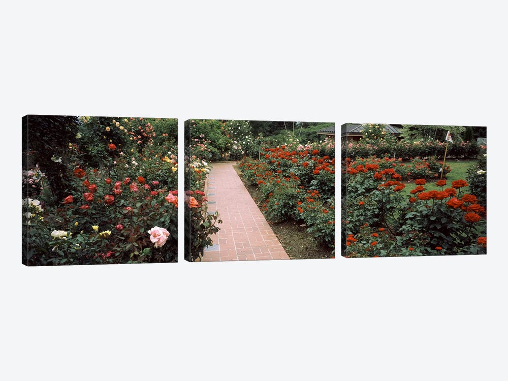 Assorted roses in a garden, International Rose Test Garden, Washington Park, Portland, Multnomah County, Oregon, USA #2 by Panoramic Images 3-piece Canvas Art Print