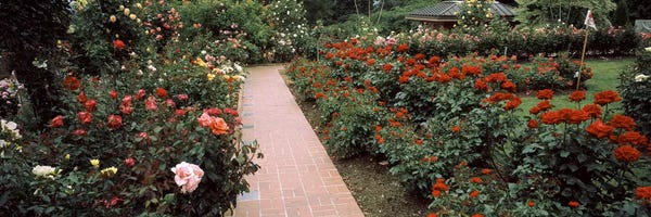 Portland: Assorted roses in a garden, International Rose Test Garden, Washington Park, Portland, Multnomah County, Oregon, USA #2 by Panoramic Images
