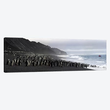 Chinstrap penguins marching to the sea, Bailey Head, Deception Island, Antarctica Canvas Print #PIM8227} by Panoramic Images Canvas Wall Art
