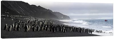 Chinstrap penguins marching to the sea, Bailey Head, Deception Island, Antarctica Canvas Art Print