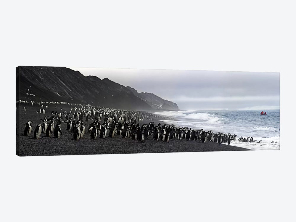 Chinstrap penguins marching to the sea, Bailey Head, Deception Island, Antarctica by Panoramic Images 1-piece Canvas Print