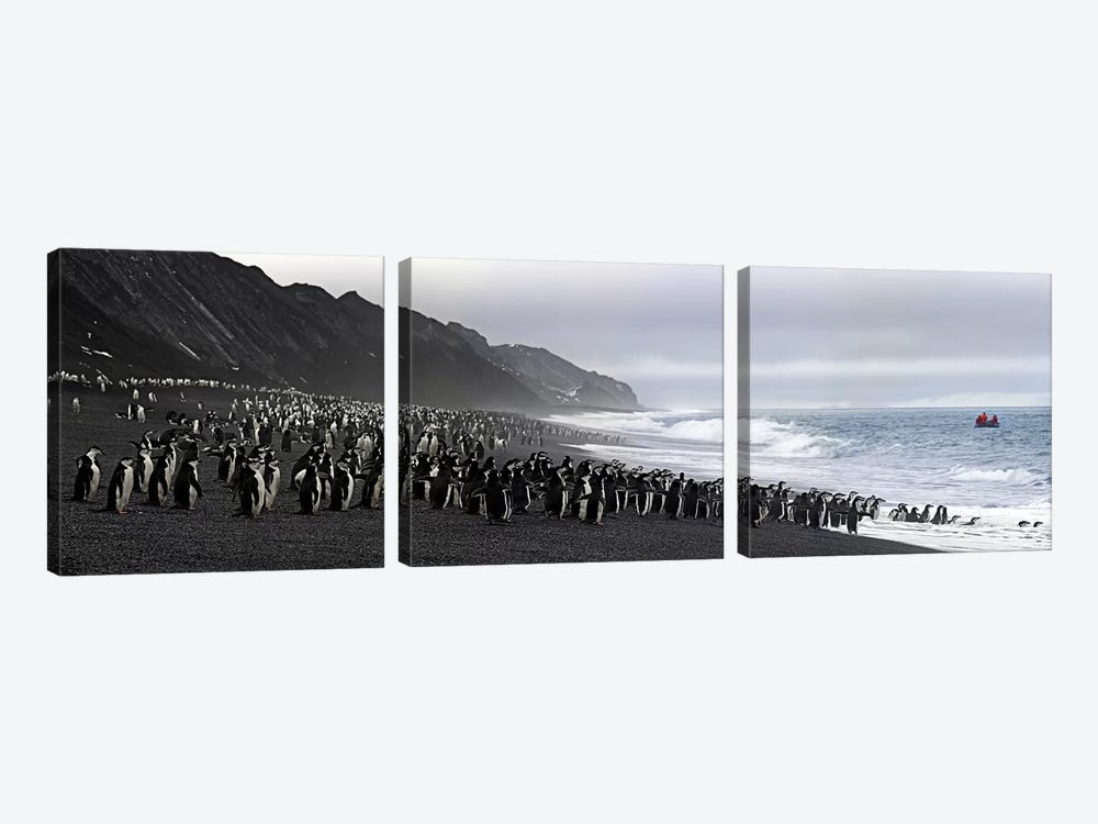 Chinstrap penguins marching to the sea, Bailey Head, Deception Island, Antarctica by Panoramic Images 3-piece Canvas Print