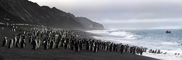 Antarctica: Chinstrap penguins marching to the sea, Bailey Head, Deception Island, Antarctica by Panoramic Images