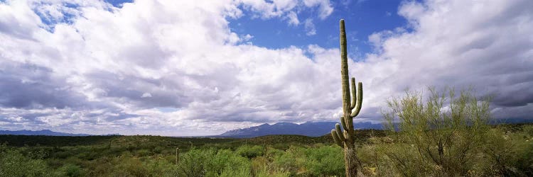 Cactus in a desert, Saguaro National Monument, Tucson, Arizona, USA