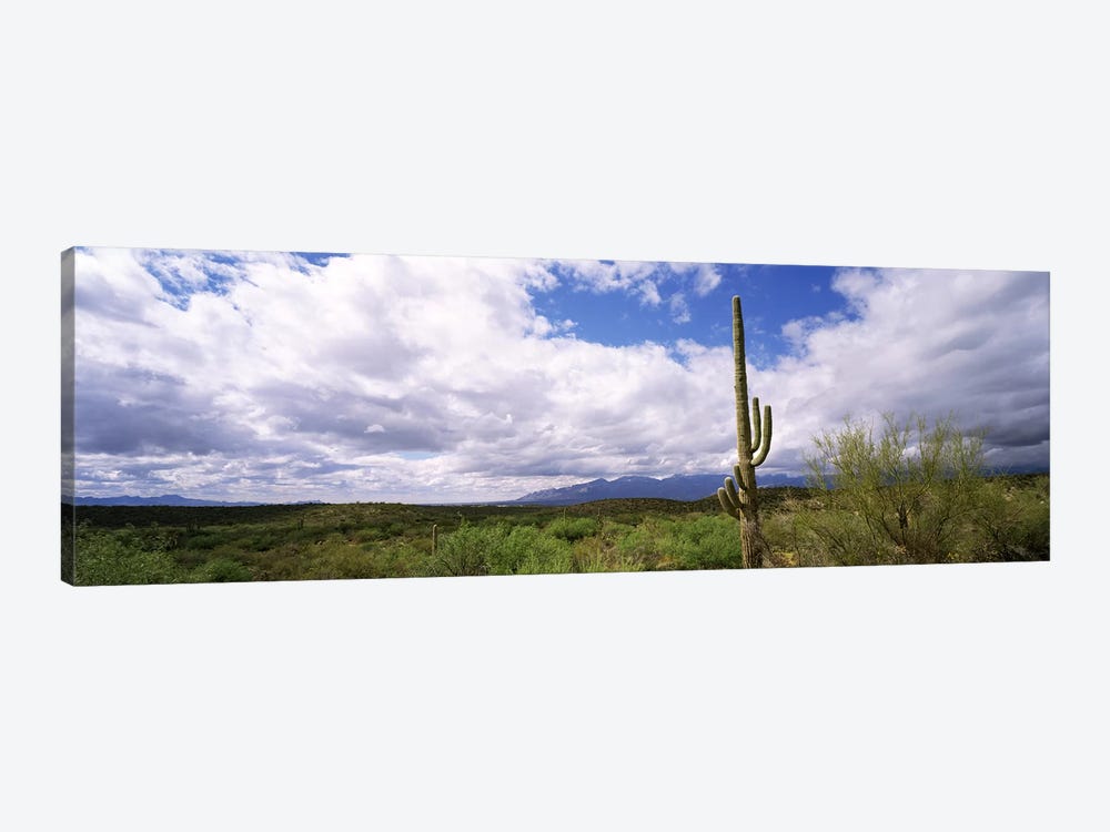 Cactus in a desert, Saguaro National Monument, Tucson, Arizona, USA by Panoramic Images 1-piece Canvas Art Print