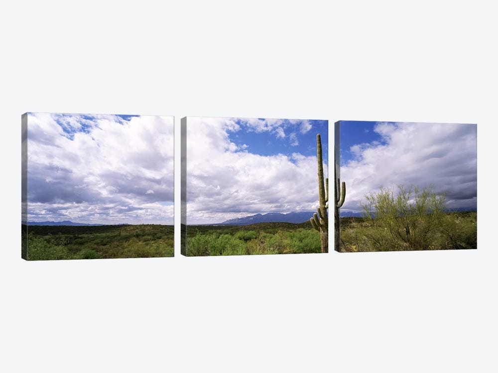 Cactus in a desert, Saguaro National Monument, Tucson, Arizona, USA by Panoramic Images 3-piece Canvas Print