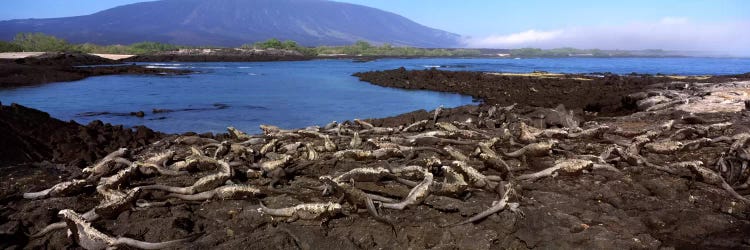 Marine iguanas (Amblyrhynchus cristatus) at a coastFernandina Island, Galapagos Islands, Ecuador