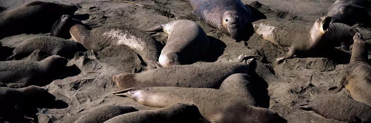 Elephant seals on the beach, San Luis Obispo County, California, USA