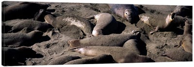 Elephant seals on the beach, San Luis Obispo County, California, USA Canvas Art Print - Seal Art