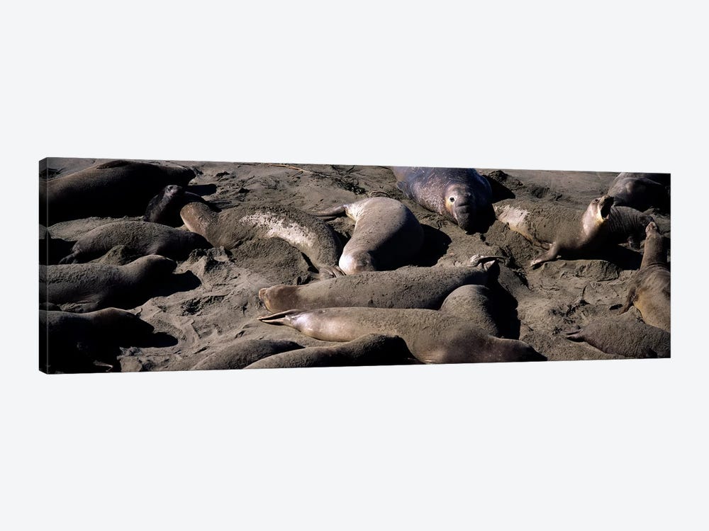 Elephant seals on the beach, San Luis Obispo County, California, USA by Panoramic Images 1-piece Canvas Art Print