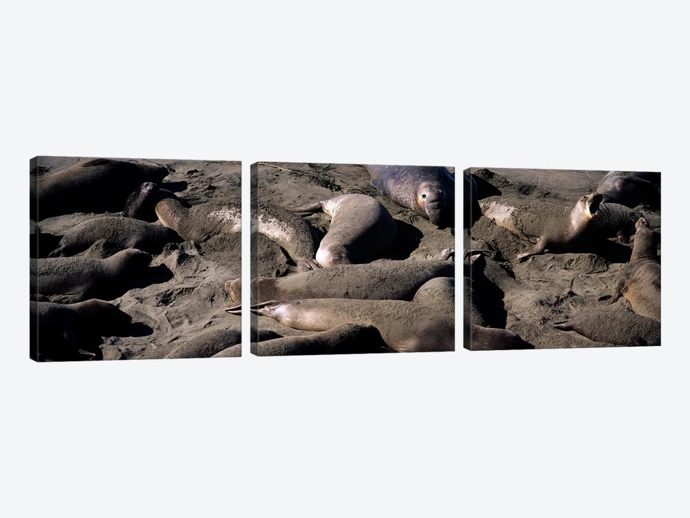 Elephant seals on the beach, San Luis Obispo County, California, USA by Panoramic Images 3-piece Art Print