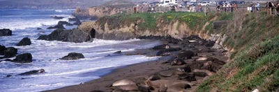 Elephant seals on the beach, San Luis Obispo County, California, USA #2 by Panoramic Images framed canvas print