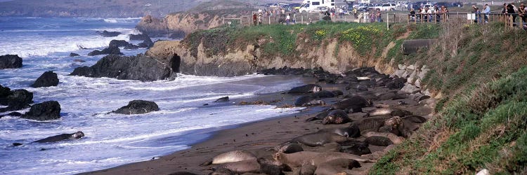 Elephant seals on the beach, San Luis Obispo County, California, USA #2