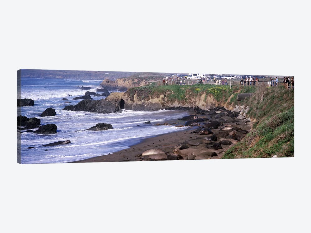 Elephant seals on the beach, San Luis Obispo County, California, USA #2 by Panoramic Images 1-piece Canvas Art
