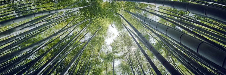 Low angle view of bamboo trees, Hokokuji Temple, Kamakura, Kanagawa Prefecture, Kanto Region, Honshu, Japan by Panoramic Images wall art