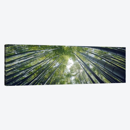 Low angle view of bamboo trees, Hokokuji Temple, Kamakura, Kanagawa Prefecture, Kanto Region, Honshu, Japan Canvas Print #PIM8339} by Panoramic Images Canvas Art Print