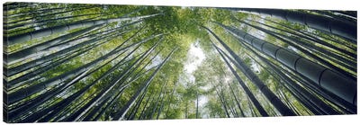 Low angle view of bamboo trees, Hokokuji Temple, Kamakura, Kanagawa Prefecture, Kanto Region, Honshu, Japan Canvas Art Print - Green Leaves 