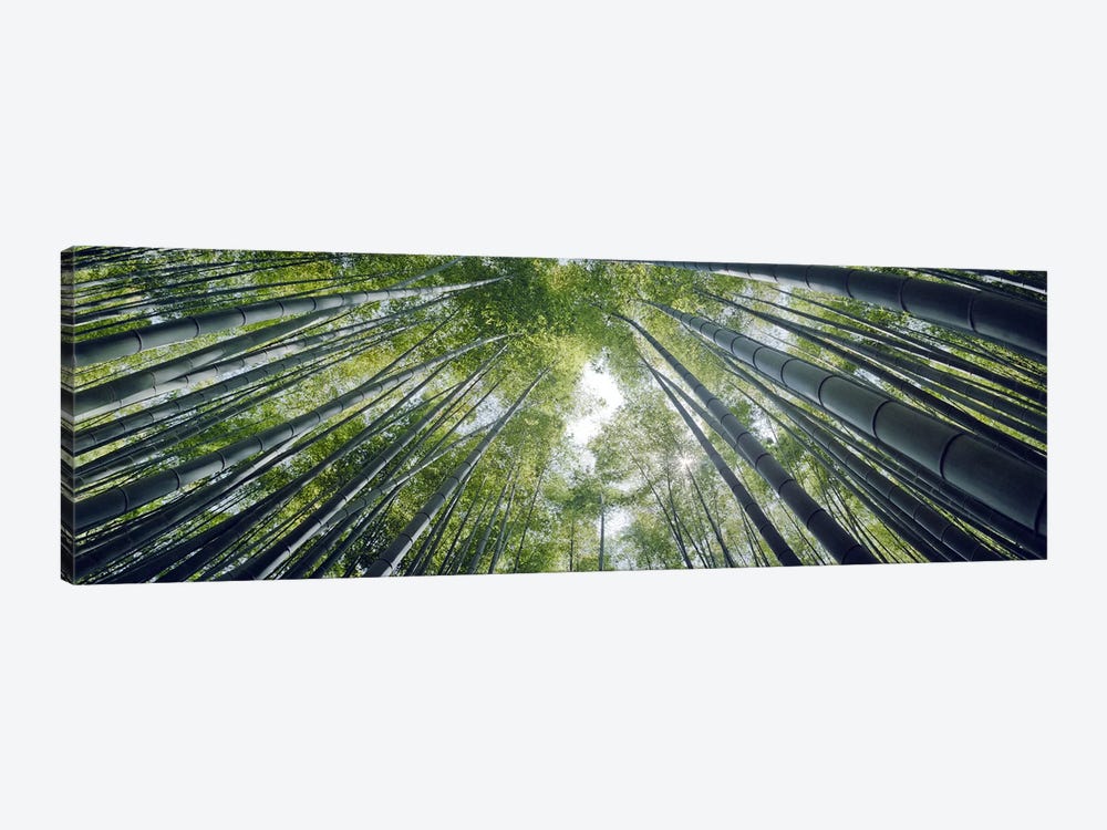 Low angle view of bamboo trees, Hokokuji Temple, Kamakura, Kanagawa Prefecture, Kanto Region, Honshu, Japan by Panoramic Images 1-piece Canvas Art Print