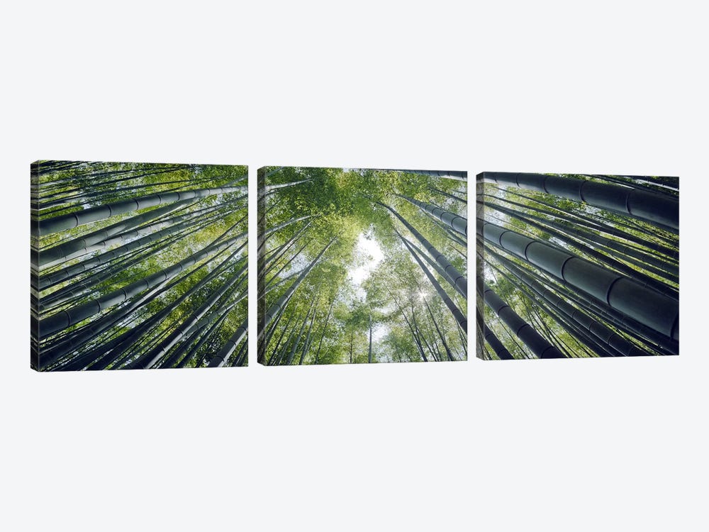 Low angle view of bamboo trees, Hokokuji Temple, Kamakura, Kanagawa Prefecture, Kanto Region, Honshu, Japan by Panoramic Images 3-piece Canvas Art Print