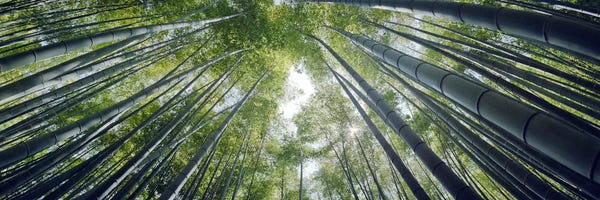 Bamboo: Low angle view of bamboo trees, Hokokuji Temple, Kamakura, Kanagawa Prefecture, Kanto Region, Honshu, Japan by Panoramic Images