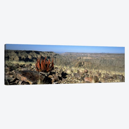 Aloe growing at the edge of a canyonFish River Canyon, Namibia Canvas Print #PIM8348} by Panoramic Images Canvas Art