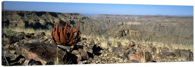 Aloe growing at the edge of a canyonFish River Canyon, Namibia Canvas Art Print - Canyon Art