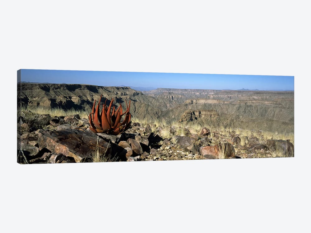 Aloe growing at the edge of a canyonFish River Canyon, Namibia by Panoramic Images 1-piece Canvas Print