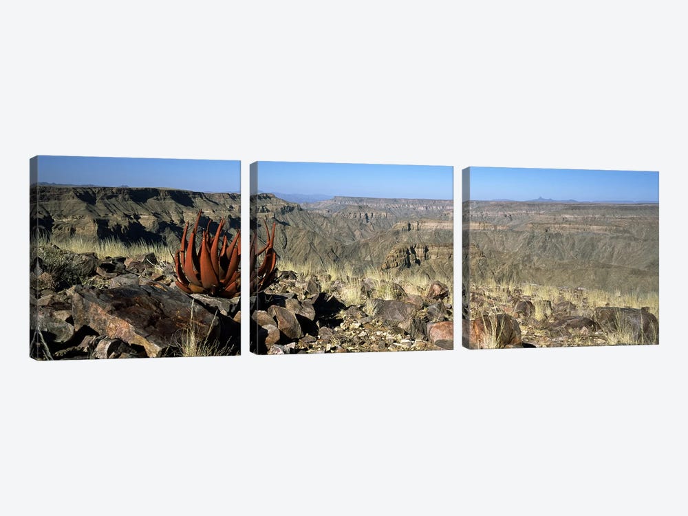 Aloe growing at the edge of a canyonFish River Canyon, Namibia by Panoramic Images 3-piece Canvas Art Print