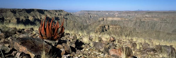 Namibia: Aloe growing at the edge of a canyonFish River Canyon, Namibia by Panoramic Images