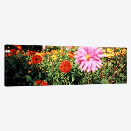 Dahlia flowers in a park, Stuttgart, Baden-Wurttemberg, Germany Canvas Print #PIM8379} by Panoramic Images Canvas Print