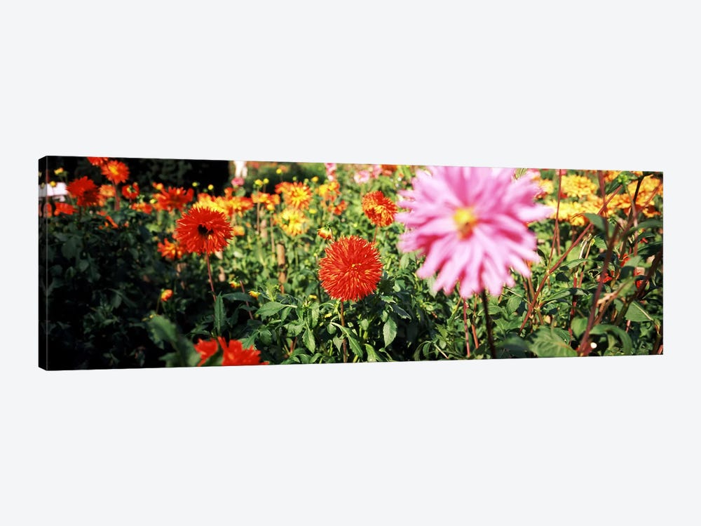Dahlia flowers in a park, Stuttgart, Baden-Wurttemberg, Germany by Panoramic Images 1-piece Canvas Art Print