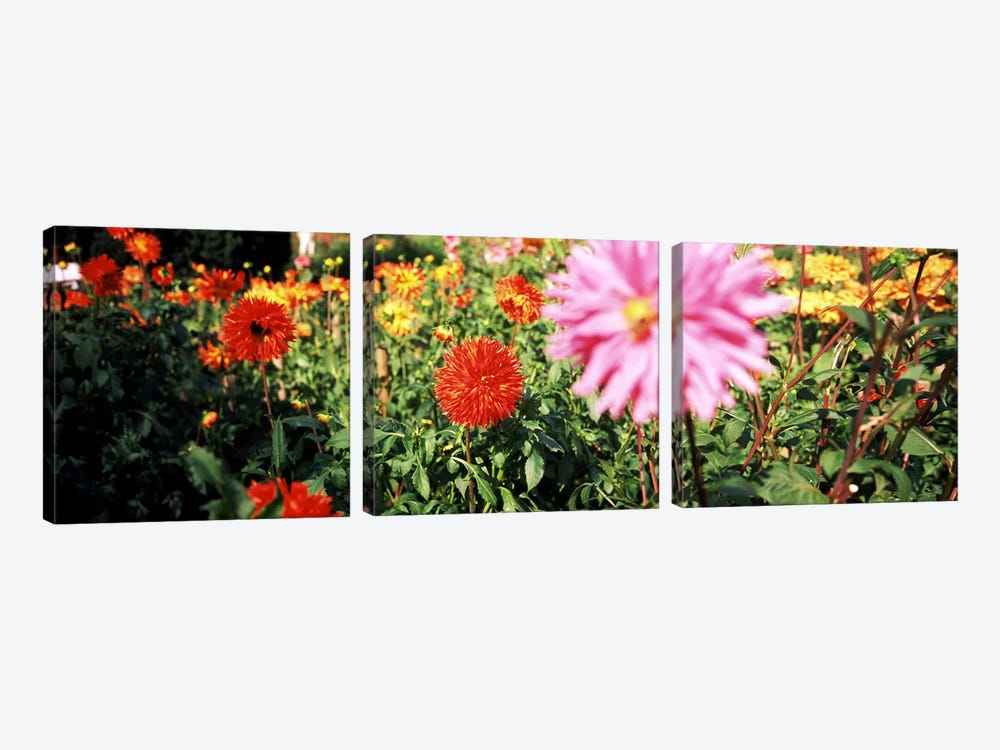 Dahlia flowers in a park, Stuttgart, Baden-Wurttemberg, Germany by Panoramic Images 3-piece Canvas Art Print