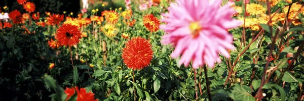 Dahlias: Dahlia flowers in a park, Stuttgart, Baden-Wurttemberg, Germany by Panoramic Images