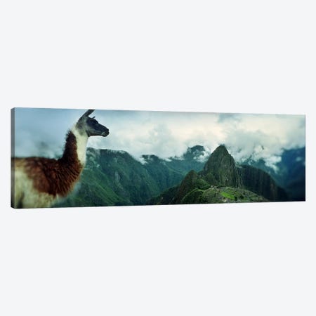 Alpaca (Vicugna pacos) on a mountain with an archaeological site in the backgroundInca Ruins, Machu Picchu, Cusco Region, Peru Canvas Print #PIM8434} by Panoramic Images Art Print