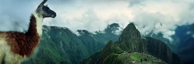 Alpaca (Vicugna pacos) on a mountain with an archaeological site in the backgroundInca Ruins, Machu Picchu, Cusco Region, Peru