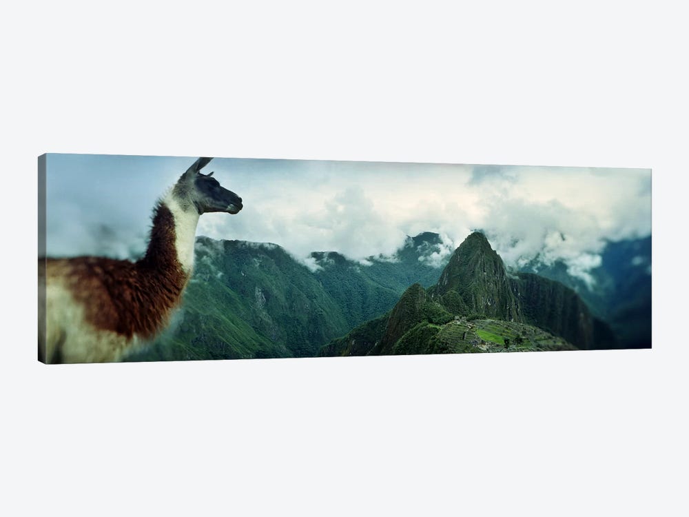 Alpaca (Vicugna pacos) on a mountain with an archaeological site in the backgroundInca Ruins, Machu Picchu, Cusco Region, Peru by Panoramic Images 1-piece Art Print